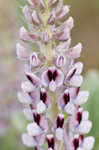 Lady lupine